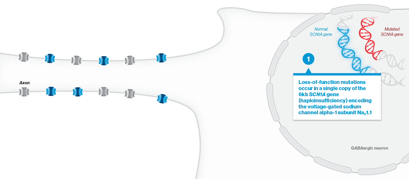 Loss-of-function mutations occur in a single copy