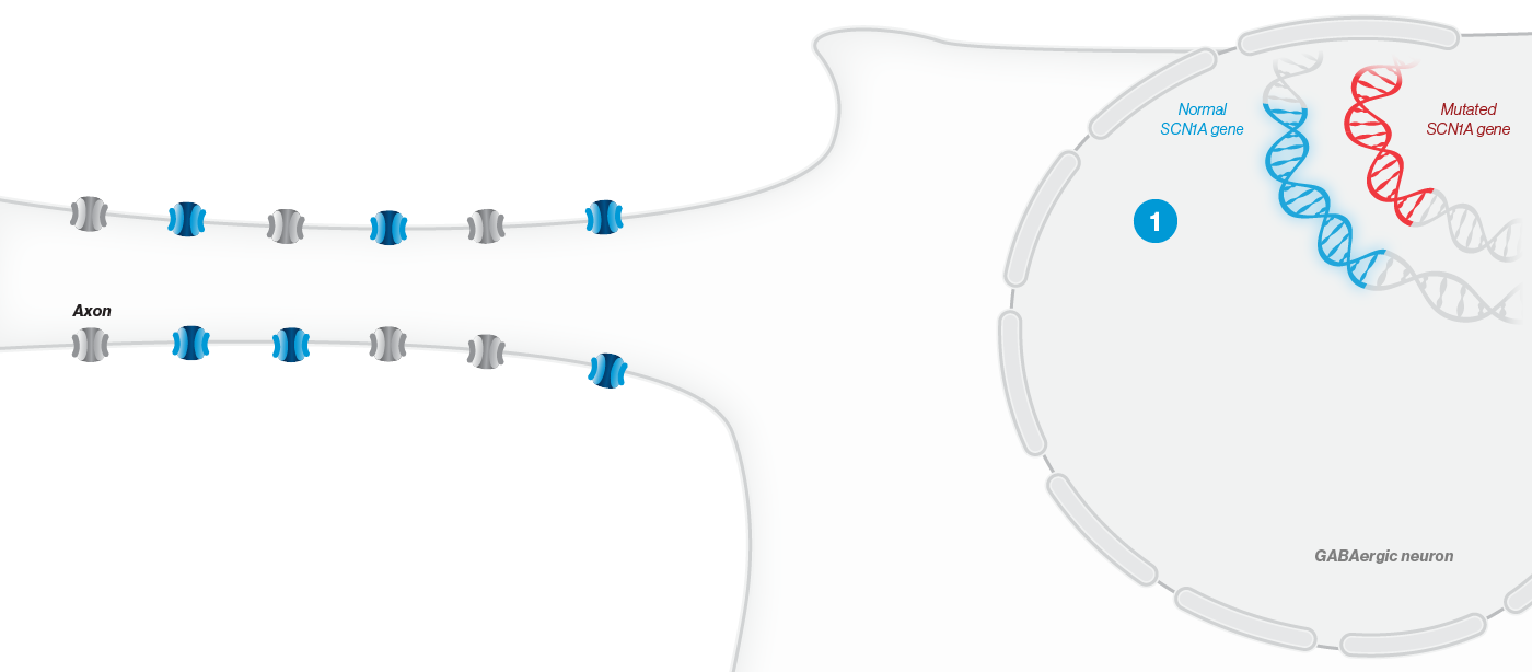 Loss-of-function mutations occur in a single copy - Mobile