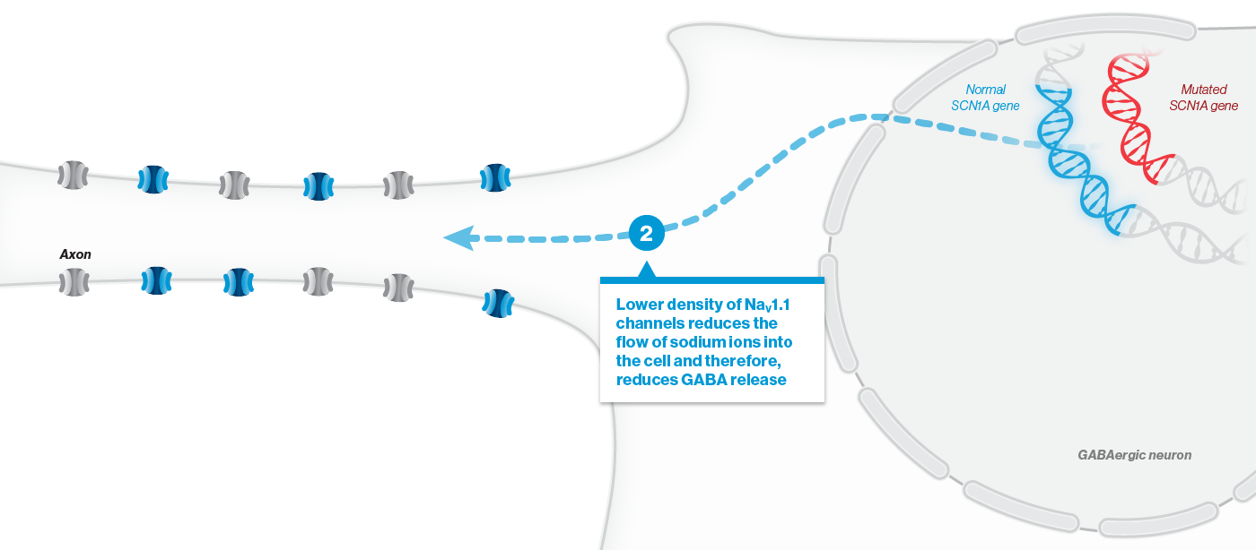 Lower density of NaV1.1 channels