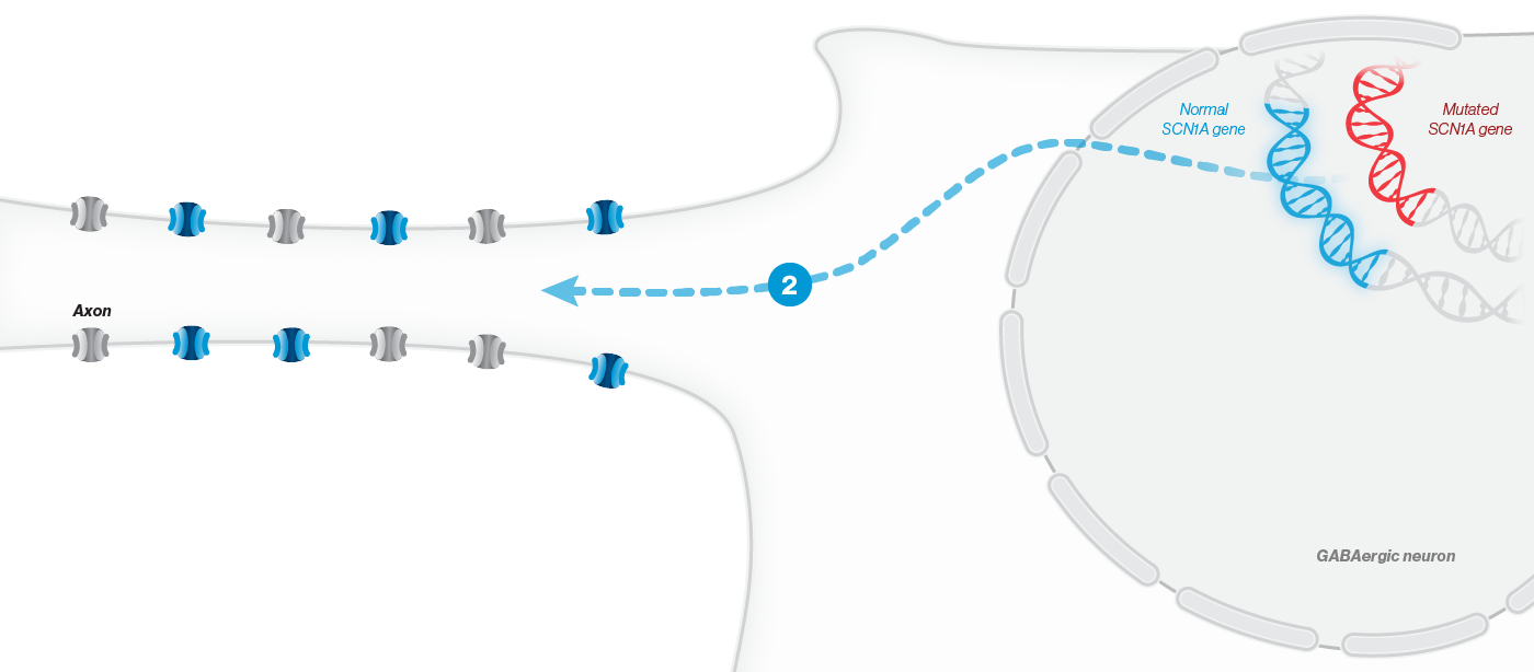 Lower density of NaV1.1 channels - Mobile