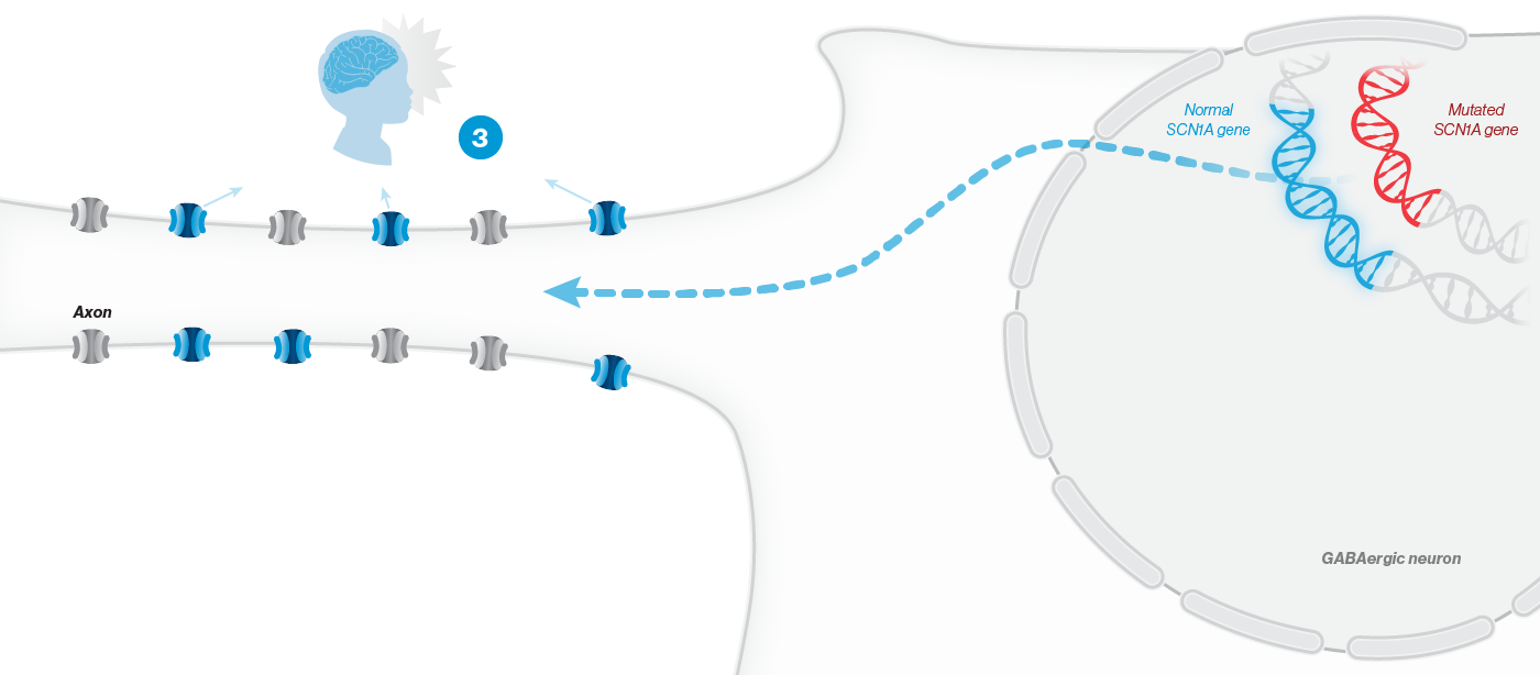 Dysfunction in GABAergic inhibitory neurons - Mobile