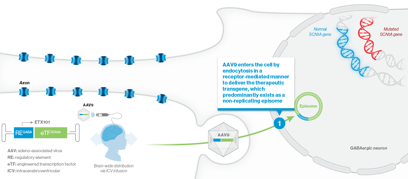 AAV9 enters the cell by endocytosis