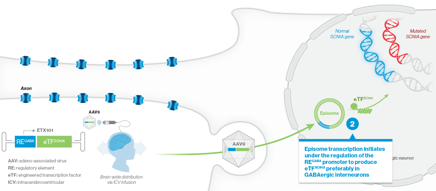 Episome transcription initiates under the regulation of the REGABA