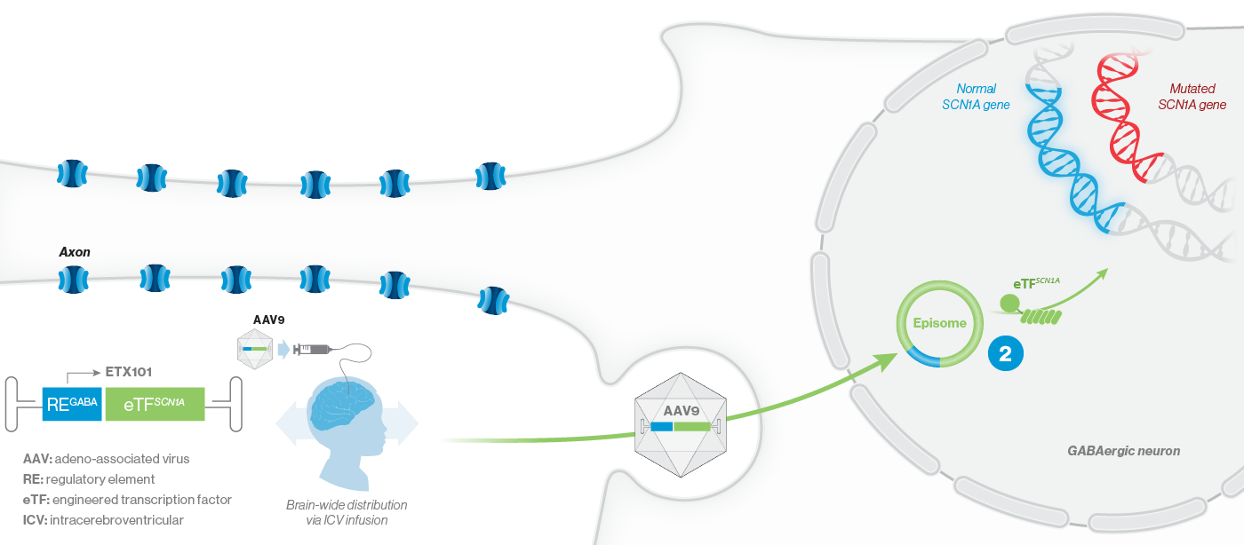 Episome transcription initiates under the regulation of the REGABA - Mobile