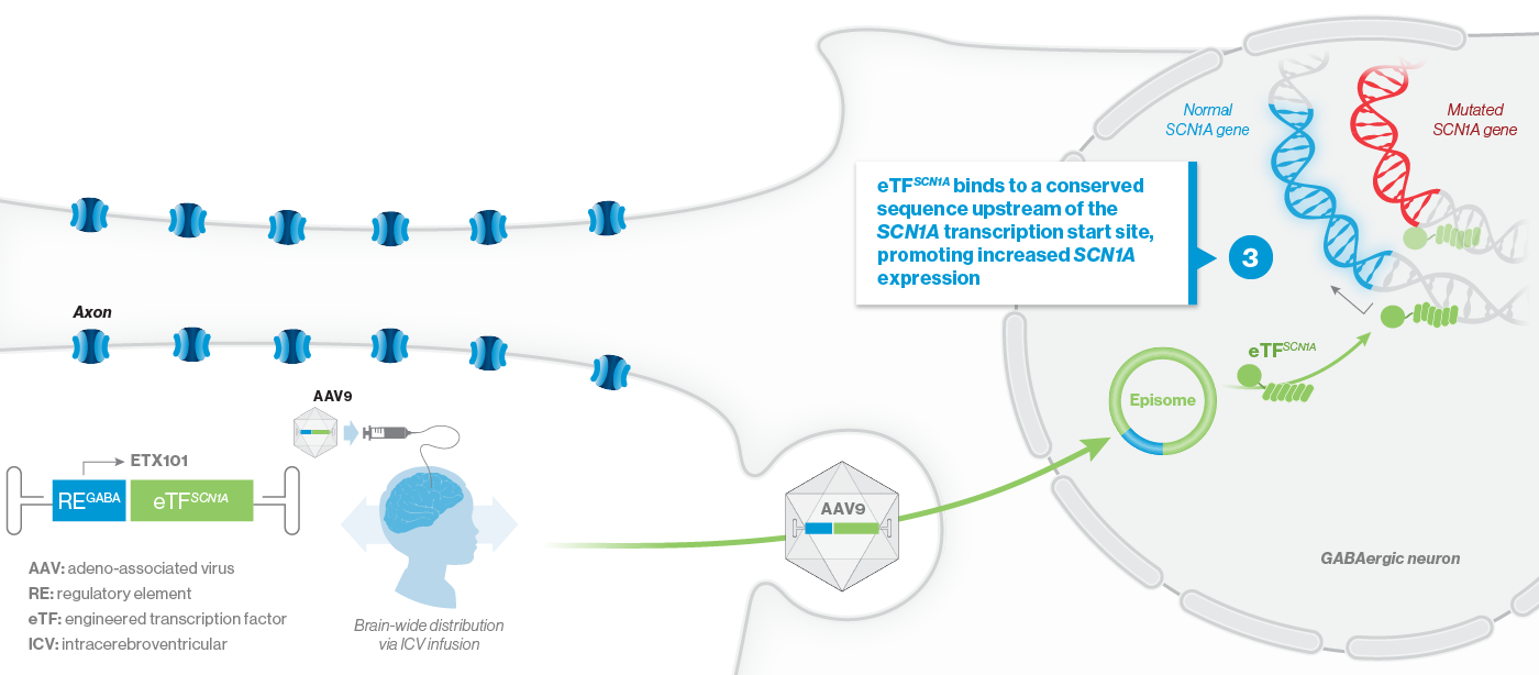 eTFSCN1A binds to a conserved sequence upstream