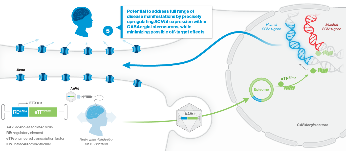 Potential to address full range of disease manifestations by precisely upregulating SCN1A expression
