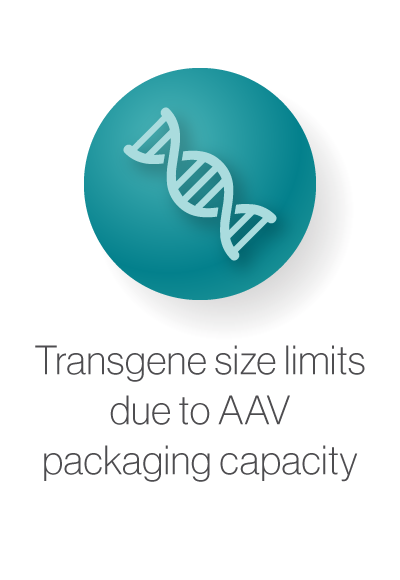 Transgene size limits